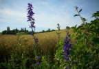 Delphiniums_I0535.JPG