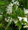 Deutzia_I3578.JPG