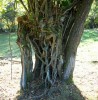 Nom du fichier=Deux_arbres_en_1_6.JPG
Taille du fichier=190Ko
Dimensions : 689x700
Ajouté le : 03 Octobre 2011 Deux_arbres_en_1_6.JPG