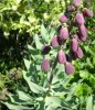 FRITILLARIA_PERSICA_63.JPG