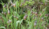 Nom du fichier=FRITILLARIA_UVA_VULPIS_79.JPG
Taille du fichier=125Ko
Dimensions : 700x423
Ajouté le : 21 Avril 2013 FRITILLARIA_UVA_VULPIS_79.JPG
