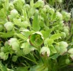 Nom du fichier=HELLEBORE_FETIDE_65.JPG
Taille du fichier=130Ko
Dimensions : 700x678
Ajouté le : 21 Avril 2013 HELLEBORE_FETIDE_65.JPG