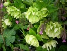Nom du fichier=HELLEBORE_FL_DOUBLES_76.JPG
Taille du fichier=161Ko
Dimensions : 700x532
Ajouté le : 21 Avril 2013 HELLEBORE_FL_DOUBLES_76.JPG
