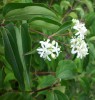 Heptacodium_miconioides_I3937.JPG