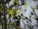 Nom du fichier=JASMINUM_NUDIFLORUM_20.JPG
Taille du fichier=202Ko
Dimensions : 698x524
Ajouté le : 18 Décembre 2009 JASMINUM_NUDIFLORUM_20.JPG