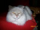 MOUNE_2008_100_0087.JPG