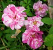 ROSA_MUNDI_122.JPG