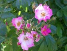 Nom du fichier=Rosa_hyb_moschata__Ballerina__2529.JPG
Taille du fichier=123Ko
Dimensions : 868x651
Ajouté le : 02 Juin 2009 Rosa_hyb_moschata__Ballerina__2529.JPG