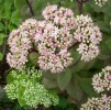 Sedums_CI3911.JPG