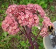 Sedums_CI3912.JPG