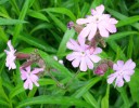 Silene_dioica_I3560.JPG