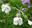 Silene_latifolia_I3557.JPG