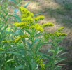 Solidago_I3833.JPG