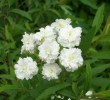 Spirea_cantoniensis_flore_pleno___I3543.JPG