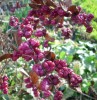 Symphoricarpos_orbiculatus_I4003.JPG