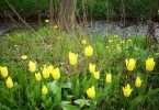 Nom du fichier=TULIPES_BOTANIQUES_73.JPG
Taille du fichier=141Ko
Dimensions : 700x480
Ajouté le : 21 Avril 2013 TULIPES_BOTANIQUES_73.JPG