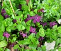 Nom du fichier=VINCA_ATROPURPUREA_77.JPG
Taille du fichier=155Ko
Dimensions : 700x581
Ajouté le : 21 Avril 2013 VINCA_ATROPURPUREA_77.JPG