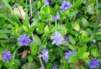 Nom du fichier=VINCA_MINOR_AZUREA_PLENO_62.JPG
Taille du fichier=147Ko
Dimensions : 700x479
Ajouté le : 21 Avril 2013 VINCA_MINOR_AZUREA_PLENO_62.JPG