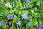 VINCA_MINOR_AZUREA_PLENO_62.JPG