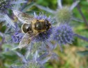 abeille_I0658.JPG