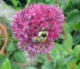 abeille_I0677.JPG