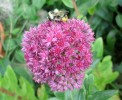 abeille_I0679.JPG