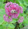 abeille_I0681.JPG