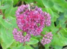 abeille_I0682.JPG