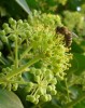 Nom du fichier=abeille_lierre_I0764.JPG
Taille du fichier=139Ko
Dimensions : 556x699
Ajouté le : 01 Octobre 2010 abeille_lierre_I0764.JPG