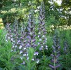 Nom du fichier=acanthes_DSCI4069.JPG
Taille du fichier=247Ko
Dimensions : 700x688
Ajouté le : 19 Juillet 2016 acanthes_DSCI4069.JPG