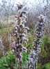 acanthes_DSCI4120.JPG