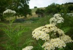 achillea_gigantea_I3711.JPG