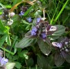 ajuga_reptans_bugle_I0169.JPG