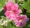 Nom du fichier=alcea_67.JPG
Taille du fichier=166Ko
Dimensions : 700x659
Ajouté le : 13 Juillet 2013 alcea_67.JPG