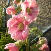 alcea_I3780.JPG