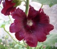 Nom du fichier=alcea__77.JPG
Taille du fichier=159Ko
Dimensions : 700x605
Ajouté le : 13 Juillet 2013 alcea__77.JPG