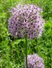 allium__I0302.JPG