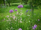 Nom du fichier=allium__gladiator_725.JPG
Taille du fichier=157Ko
Dimensions : 700x525
Ajouté le : 13 Juin 2013 allium__gladiator_725.JPG