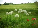 Nom du fichier=allium__mount_everst__2776.JPG
Taille du fichier=145Ko
Dimensions : 700x525
Ajouté le : 13 Juin 2013 allium__mount_everst__2776.JPG