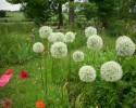 Nom du fichier=allium__mount_everst__778.JPG
Taille du fichier=157Ko
Dimensions : 700x559
Ajouté le : 13 Juin 2013 allium__mount_everst__778.JPG