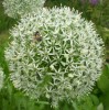 Nom du fichier=allium_mount_everest_779.JPG
Taille du fichier=201Ko
Dimensions : 693x700
Ajouté le : 13 Juin 2013 allium_mount_everest_779.JPG