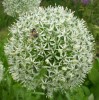 allium_mount_everest_779.JPG