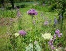 alliums_964.JPG