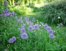 alliums_I3479~0.JPG