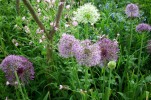 alliums_I3538.JPG