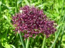 alliums__2093.JPG