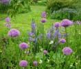 alliums_camassias1.JPG