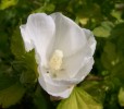 althea_3166.JPG