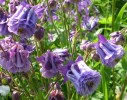 ancolie_030.JPG