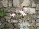 ancolie_524.JPG